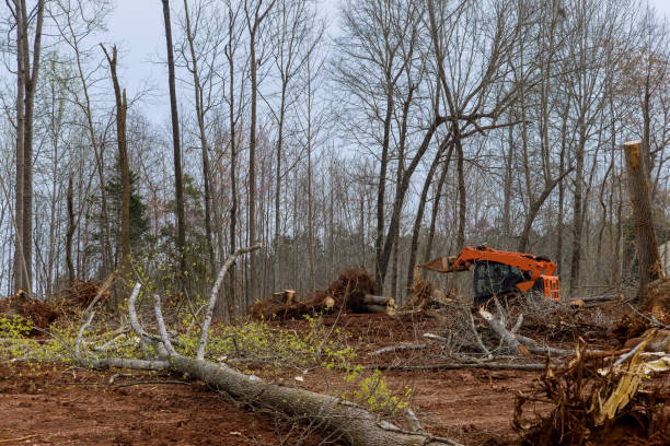 How Our Tree Care Process Works  in  Waterloo, IN